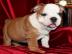 Wundersch�ne Englishce Bulldogge Welpen