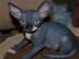 Sphynx kitens ist zur Adoption bereit