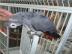 Paar Graupapageien verf�gbar