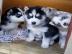 Sch?ne reinrassige Siberian Husky Welpen