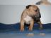 Wundervolle Miniatur Bullterrier welpen