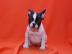 Gesunde Franz?sische Bulldoggen Welpen W