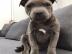 Wunderbarer Pitbull zur Adoption