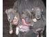 sehr sch�ner blue line pitbull abzugeben
