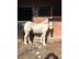 s??er Hayley 2 Piebald Cob