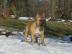 Franz�sische Bulldoggen Zuchth�ndin