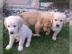 reinrassige Golden Retriever Welpen