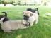 Wundersch�ne Mini Mops Welpen Schwarz Un