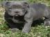 Pitbull blueline Welpe