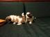 Shih Tzu s��e Welpen zu verkaufen