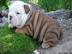 Extra-Qualit�t englische Bulldoggen