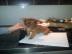 Wundersch�ne Chihuahua Rehpinscher Mix