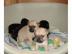 S��e Mops Welpen R�den und H�ndinnen,bei