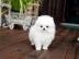 Zwergspitz / Pomeranian welpen   preis: