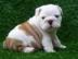 Super s��e reinrassige english bulldogge