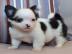 S�sse Chihuahua Welpen