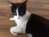 RAYA, kastrierte und geimpfte Katze erh�