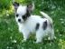 chihuahua welpen