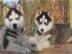 Siberian HuskyWelpen haben am 20. 10. 13