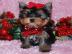 sch�ne Yorkie Welpen zur Annahme
