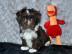 Zuckers��e Bolonka Zwetna Welpen
