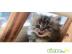 Perser Kitten mit Nase!