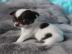 Wundersch?ne Chihuahua Welpen mit Papier