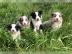 Sch?ne Border Collie welpen