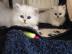 Zuckers�sses Perserkaterchen sucht liebv