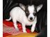 Mini Chihuahua Babys in (Langhaar und.  K