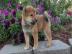 Shiba Inu welpen