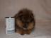 Wundersch�ne Pomeranian Zwergspitz