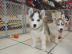 s��e siberian husky Welpen zur Adoption