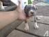 AKC Qualit�t Pitbull Welpen f�r kostenlo