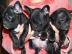 Franz�sische Bulldogge Welpen