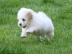 sozialisierte Coton De Tulear Welpen zu