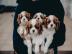 Cavalier King Charles Spaniel Welpen