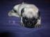 Bildh�bsche und Reinrassige Mops Welpen