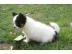 Typvolle LH Chihuahuah�ndin Welpe