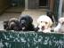 *** Liebevolle Labradorzucht in NRW ***
