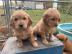 Golden Retriever Welpen mit papieren wha
