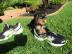 Yorkshire-Terrier Welpen
