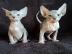 Sphynx Sphynx K�tzchen s��e Super