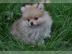 Pomeranian zwergspitz Welpen reinrassig