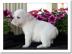 Traumhafte Englische Bulldogge Welpen