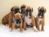 Boxer Welpen suchen neues Zuhause WhatsA