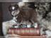 Pomsky Welpen - Info und Beratung