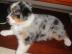 Sch�ne  Australian Shepherd Welpen