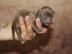 Chihuahua Babys mit Ahnentafel