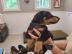 Sch�ne Dobermann Welpen